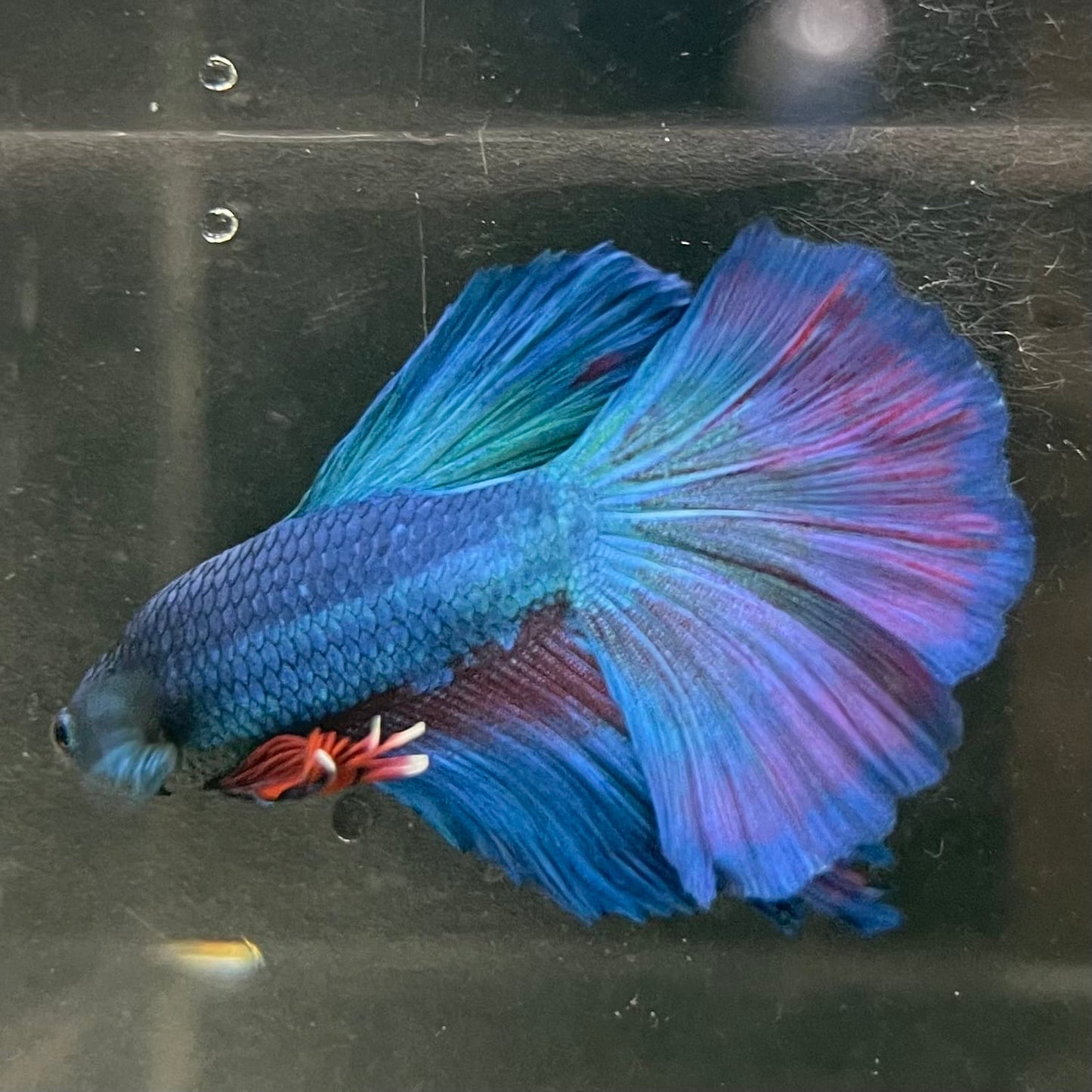 the-fish-farm Male Betta Male Betta - One Only - 20 Choose your favourite Male Betta from The Fish Farm Australia