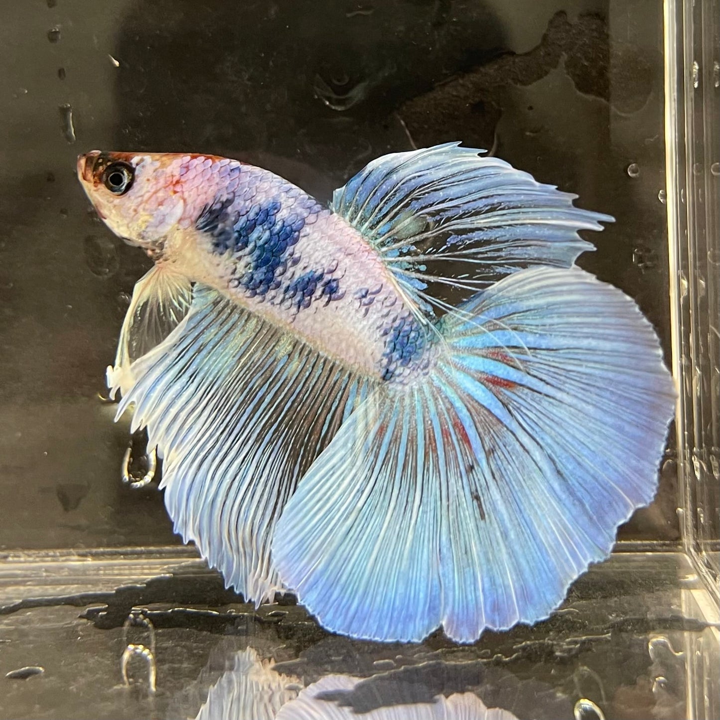 the-fish-farm Male Betta Male Betta - One Only - 20 Choose your favourite Male Betta from The Fish Farm Australia