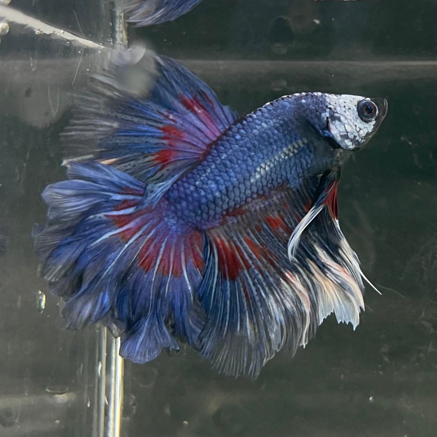the-fish-farm Male Betta Male Betta - One Only - 20 Choose your favourite Male Betta from The Fish Farm Australia