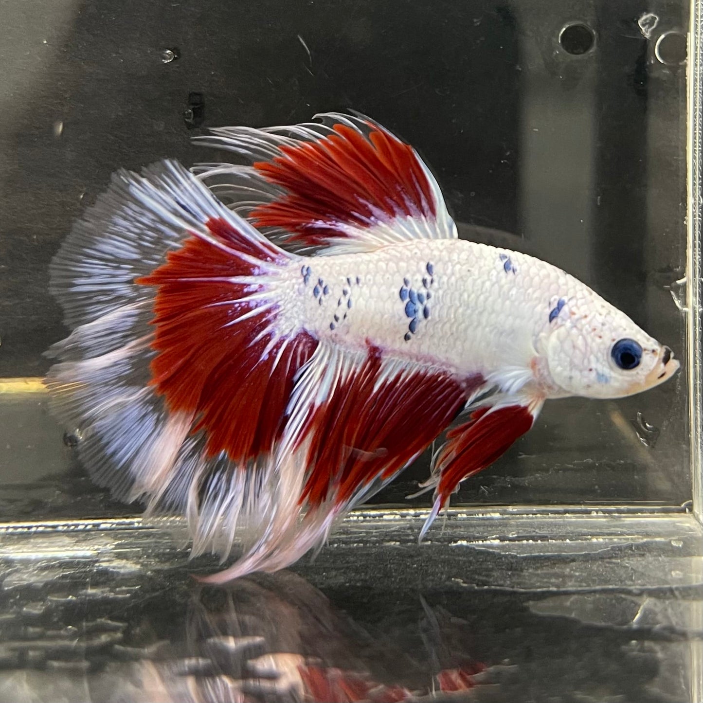 the-fish-farm Male Betta Male Betta - One Only - 20 Choose your favourite Male Betta from The Fish Farm Australia