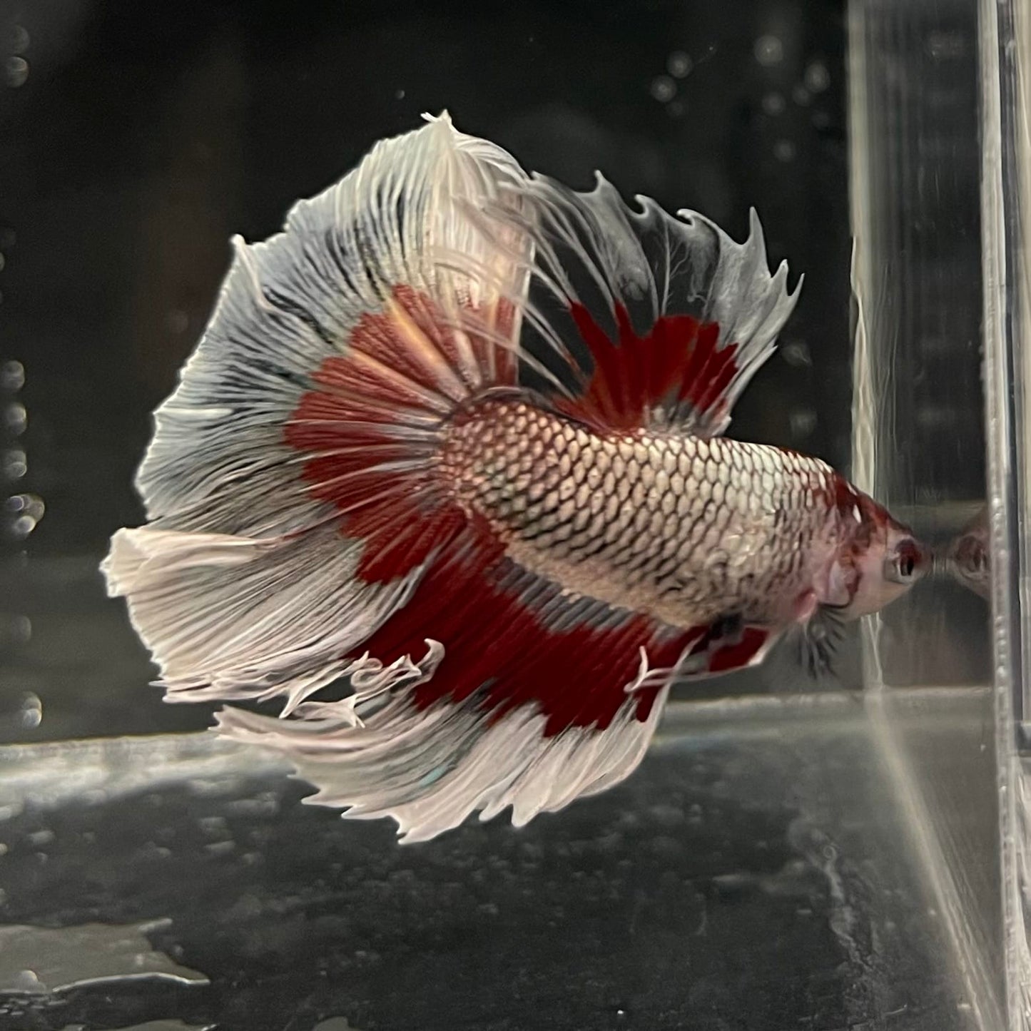 the-fish-farm Male Betta Male Betta - One Only - 20 Choose your favourite Male Betta from The Fish Farm Australia