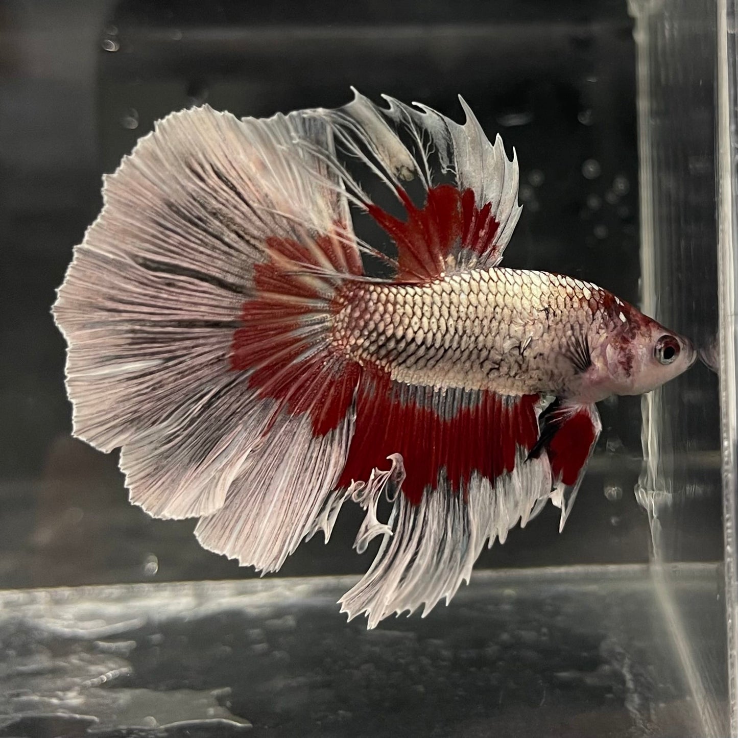the-fish-farm Male Betta Male Betta - One Only - 20 Choose your favourite Male Betta from The Fish Farm Australia