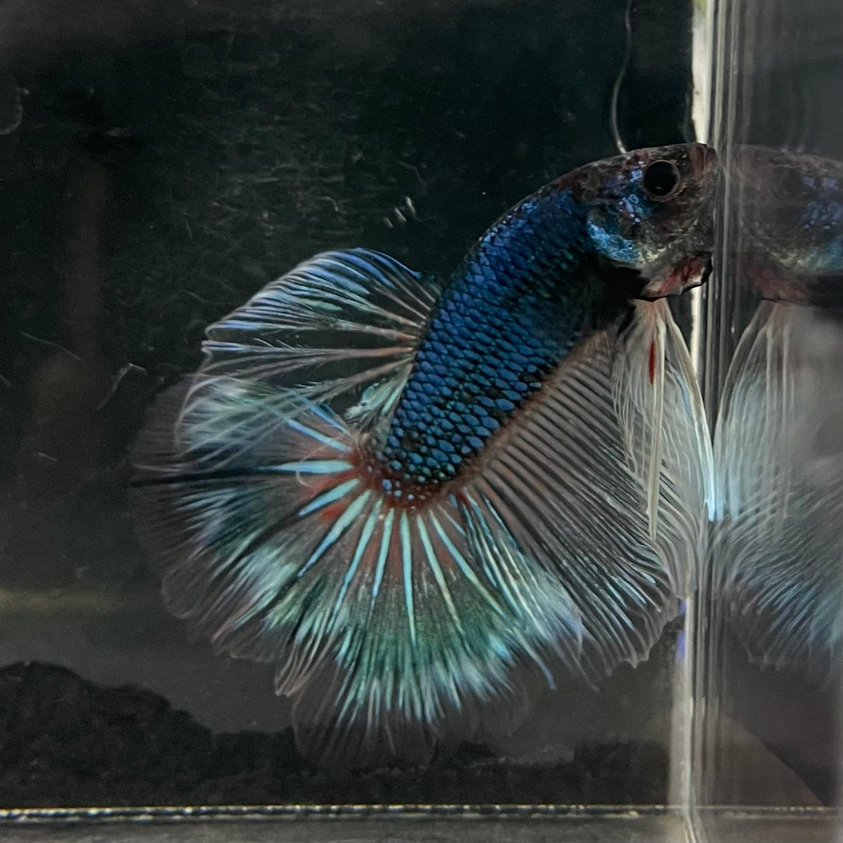 the-fish-farm Male Betta Male Betta - One Only - 20 Choose your favourite Male Betta from The Fish Farm Australia
