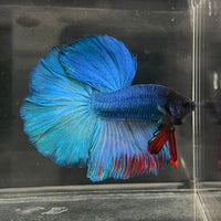 the-fish-farm Male Betta Male Betta - One Only - 21 Choose your favourite Male Betta from The Fish Farm Australia