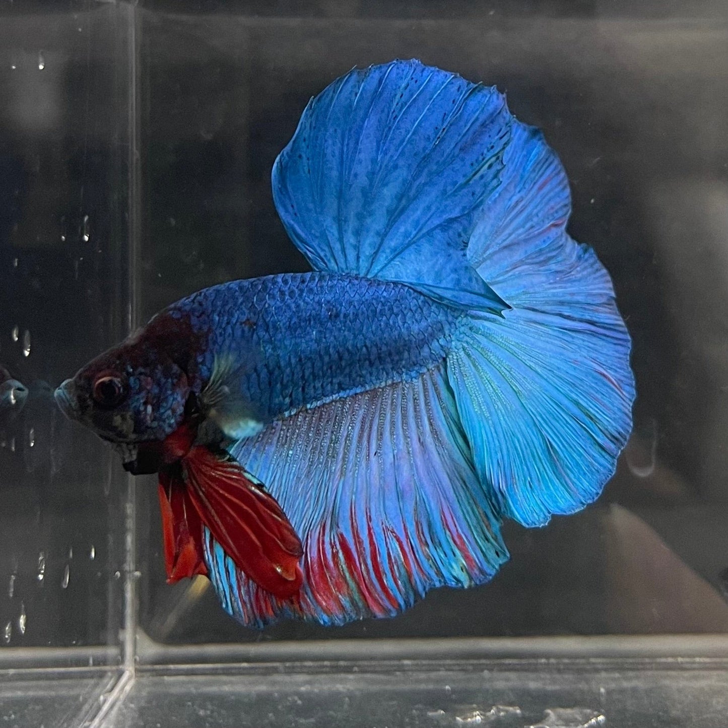 the-fish-farm Male Betta Male Betta - One Only - 21 Choose your favourite Male Betta from The Fish Farm Australia