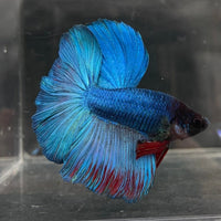 the-fish-farm Male Betta Male Betta - One Only - 21 Choose your favourite Male Betta from The Fish Farm Australia