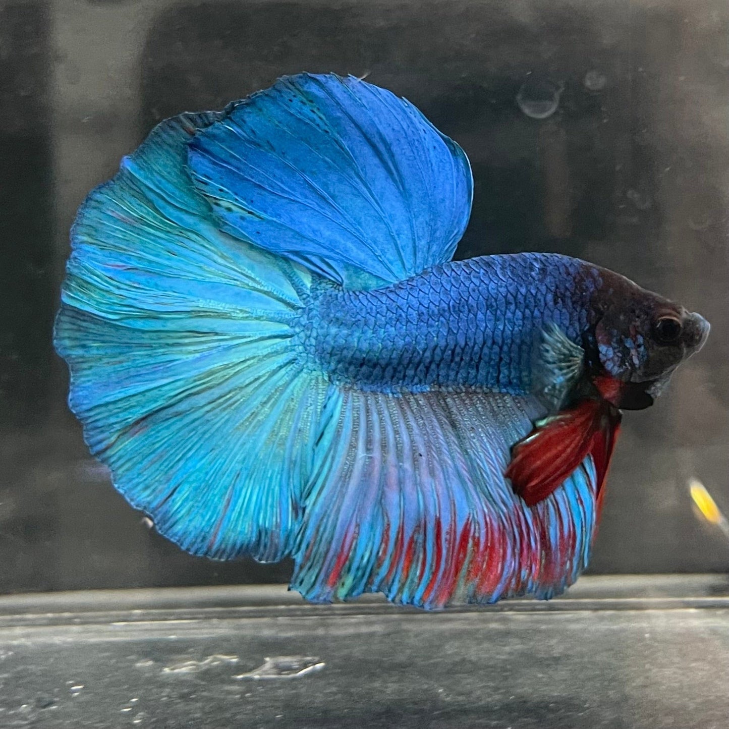 the-fish-farm Male Betta Male Betta - One Only - 21 Choose your favourite Male Betta from The Fish Farm Australia