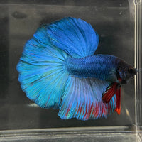 the-fish-farm Male Betta Male Betta - One Only - 21 Choose your favourite Male Betta from The Fish Farm Australia