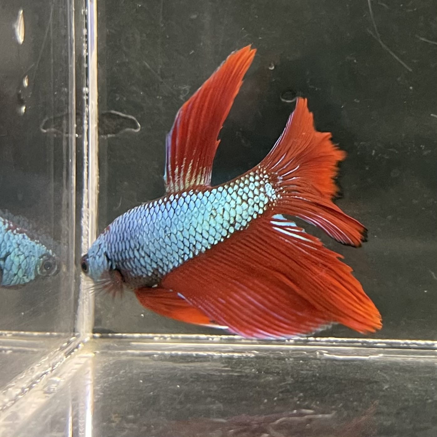 the-fish-farm Male Betta Male Betta - One Only - 21 Choose your favourite Male Betta from The Fish Farm Australia