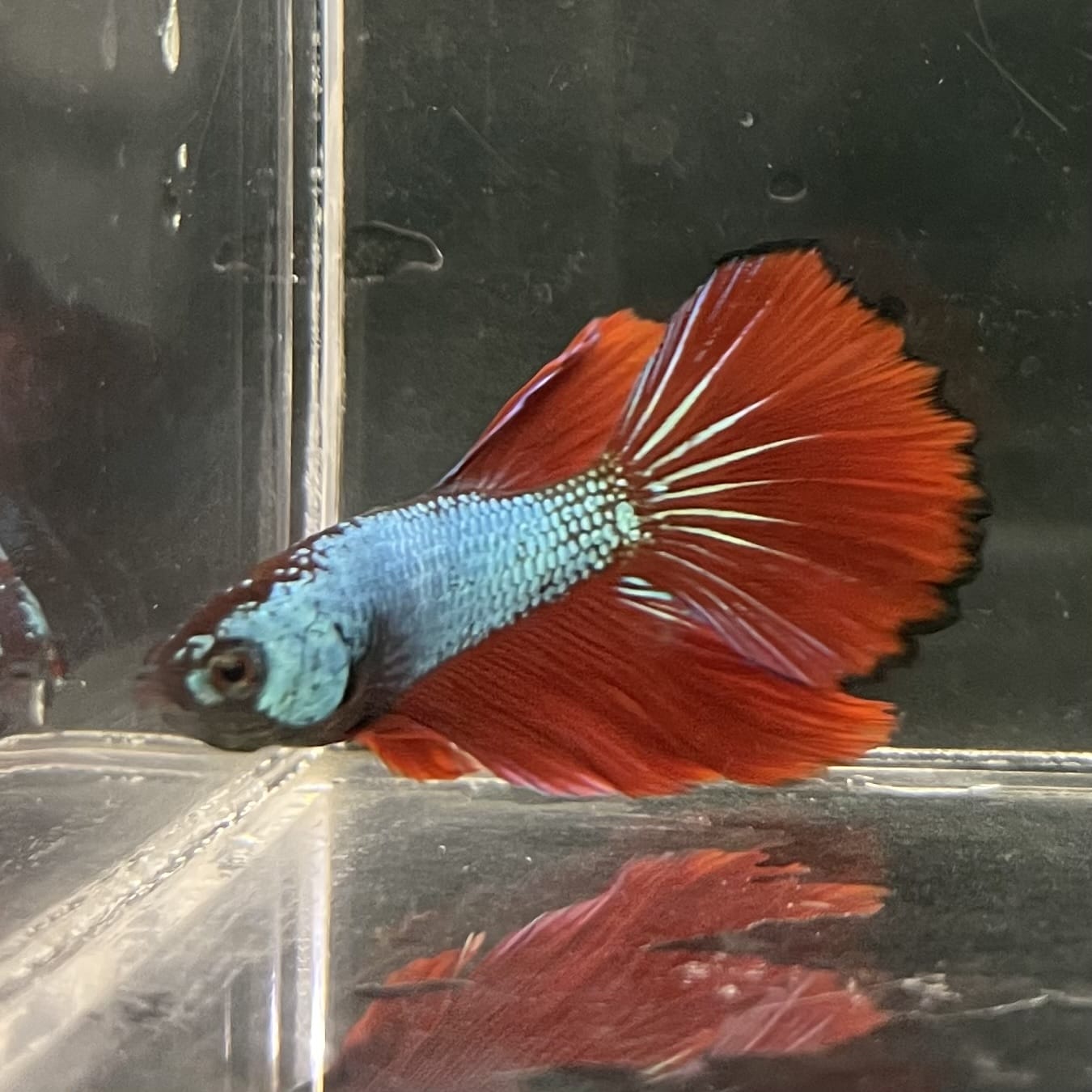 the-fish-farm Male Betta Male Betta - One Only - 21 Choose your favourite Male Betta from The Fish Farm Australia