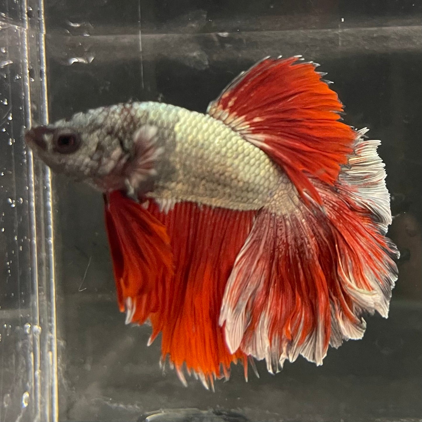 the-fish-farm Male Betta Male Betta - One Only - 21 Choose your favourite Male Betta from The Fish Farm Australia