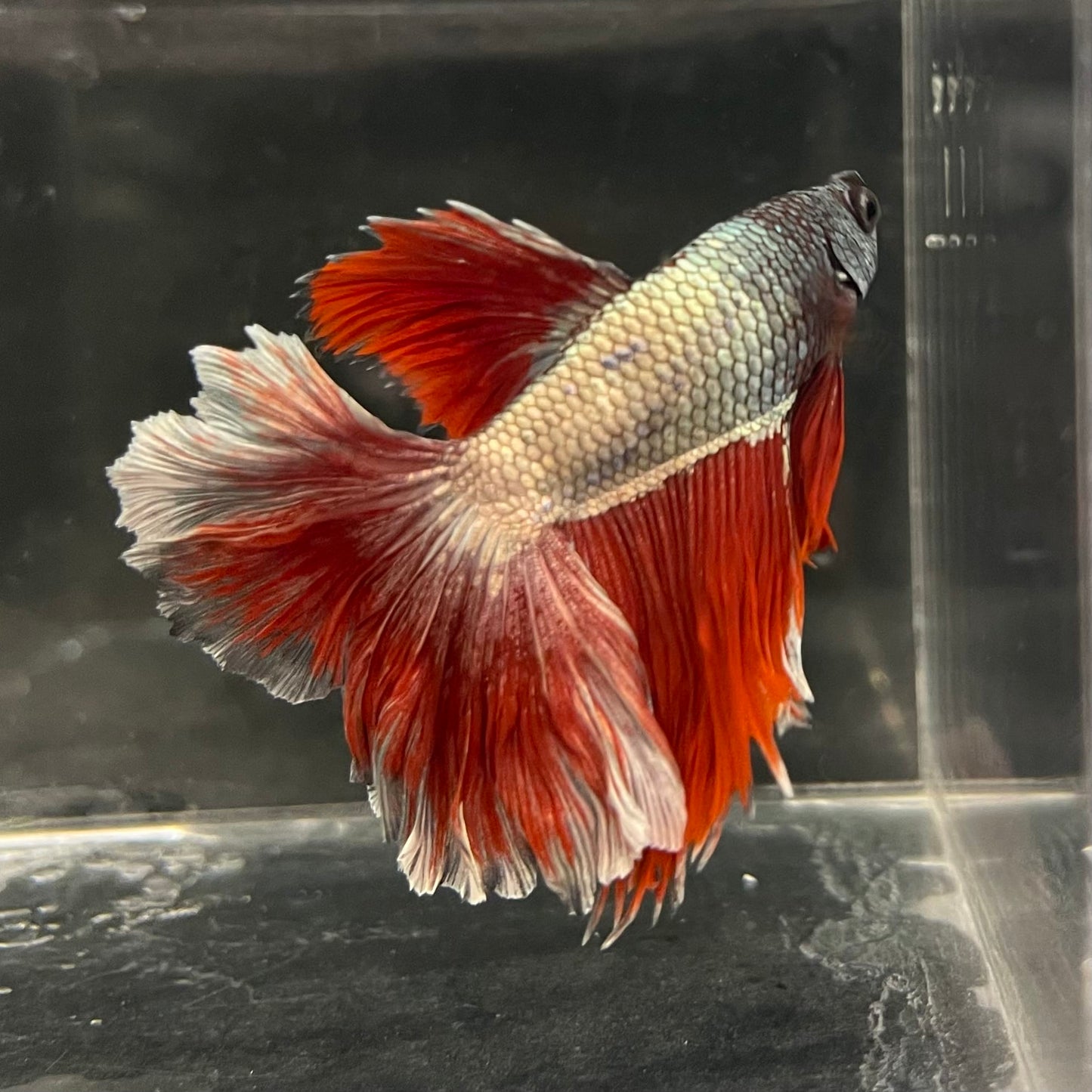 the-fish-farm Male Betta Male Betta - One Only - 21 Choose your favourite Male Betta from The Fish Farm Australia