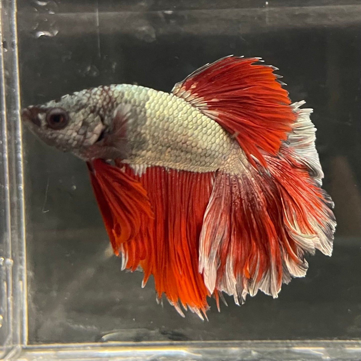 the-fish-farm Male Betta Male Betta - One Only - 21 Choose your favourite Male Betta from The Fish Farm Australia