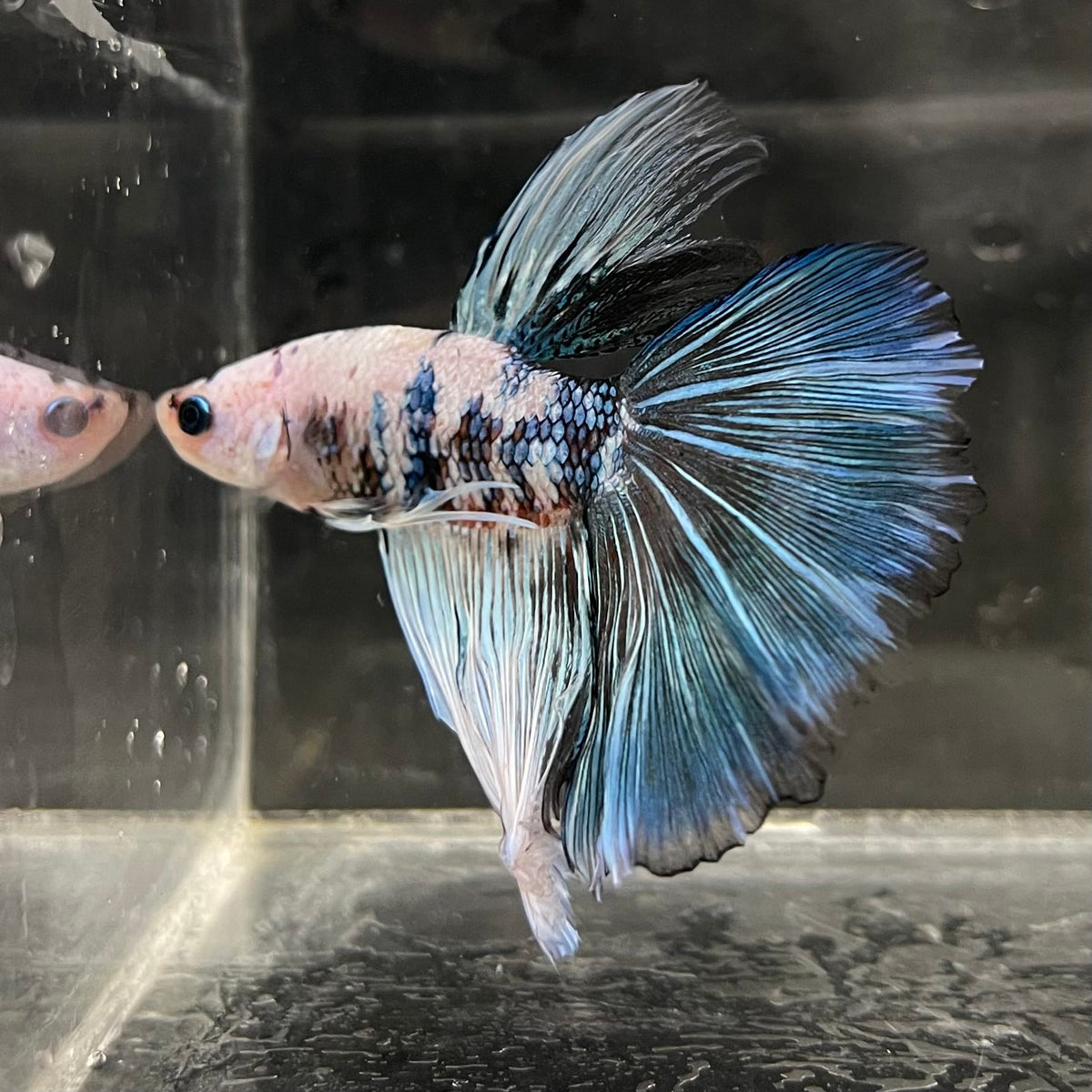 the-fish-farm Male Betta Male Betta - One Only - 21 Choose your favourite Male Betta from The Fish Farm Australia