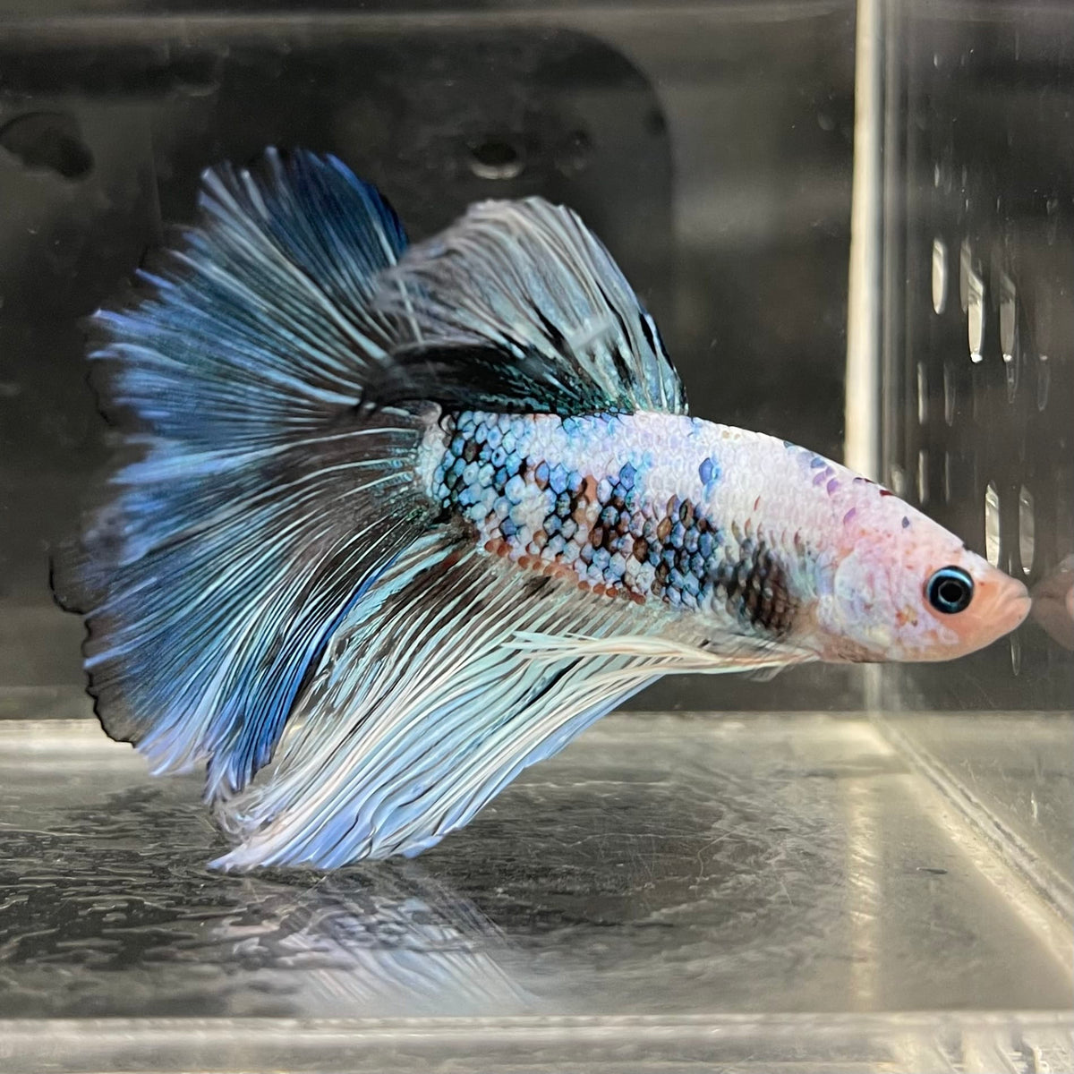 the-fish-farm Male Betta Male Betta - One Only - 21 Choose your favourite Male Betta from The Fish Farm Australia