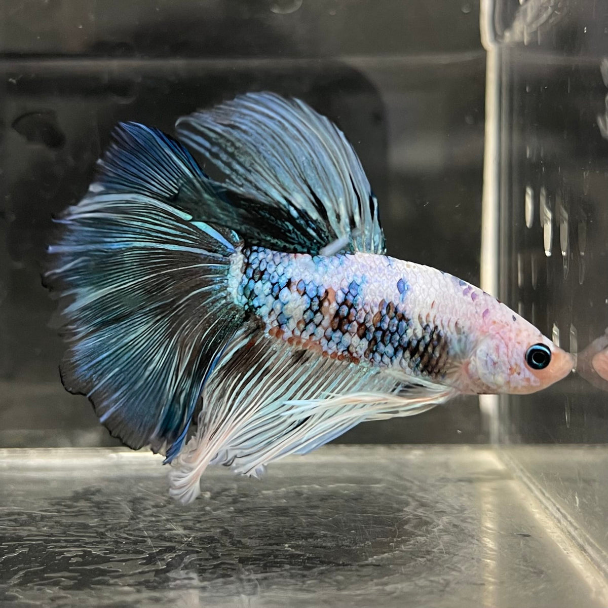 the-fish-farm Male Betta Male Betta - One Only - 21 Choose your favourite Male Betta from The Fish Farm Australia
