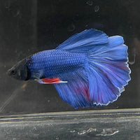 the-fish-farm Male Betta Male Betta - One Only - 22 Choose your favourite Male Betta from The Fish Farm Australia