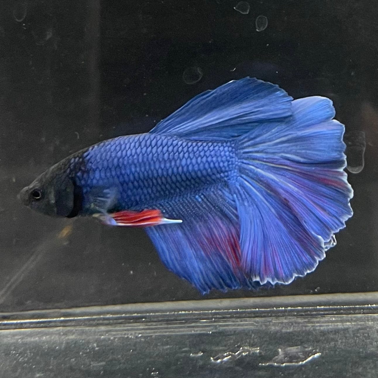 the-fish-farm Male Betta Male Betta - One Only - 22 Choose your favourite Male Betta from The Fish Farm Australia