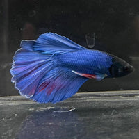 the-fish-farm Male Betta Male Betta - One Only - 22 Choose your favourite Male Betta from The Fish Farm Australia