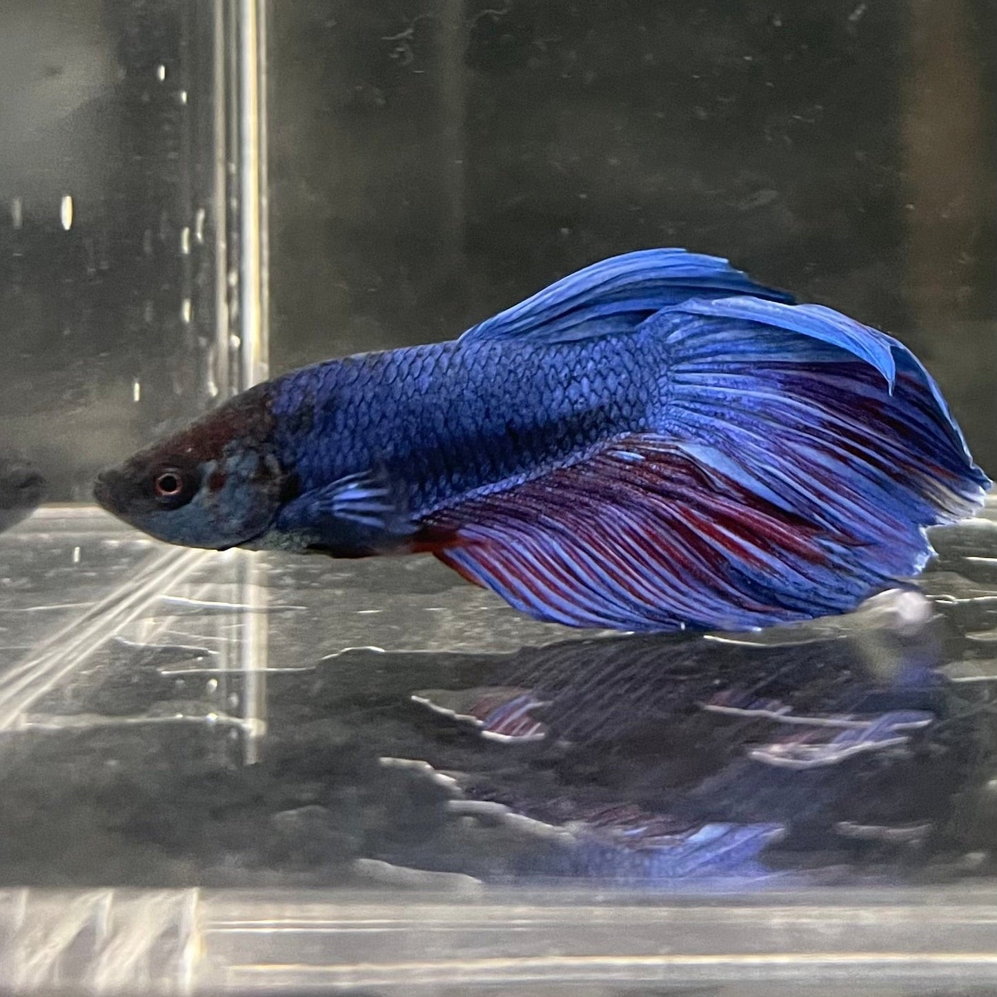 the-fish-farm Male Betta Male Betta - One Only - 22 Choose your favourite Male Betta from The Fish Farm Australia