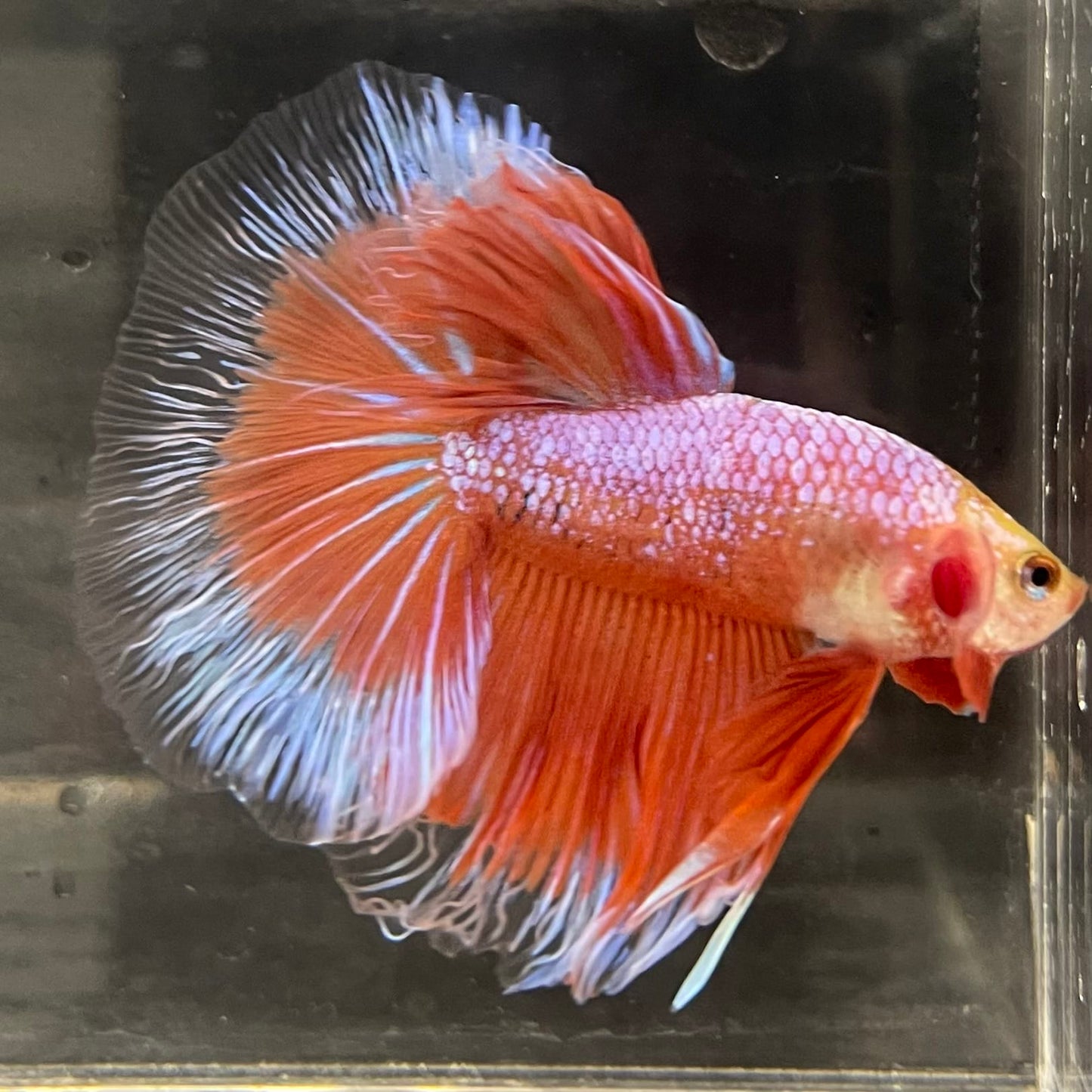 the-fish-farm Male Betta Male Betta - One Only - 22 Choose your favourite Male Betta from The Fish Farm Australia