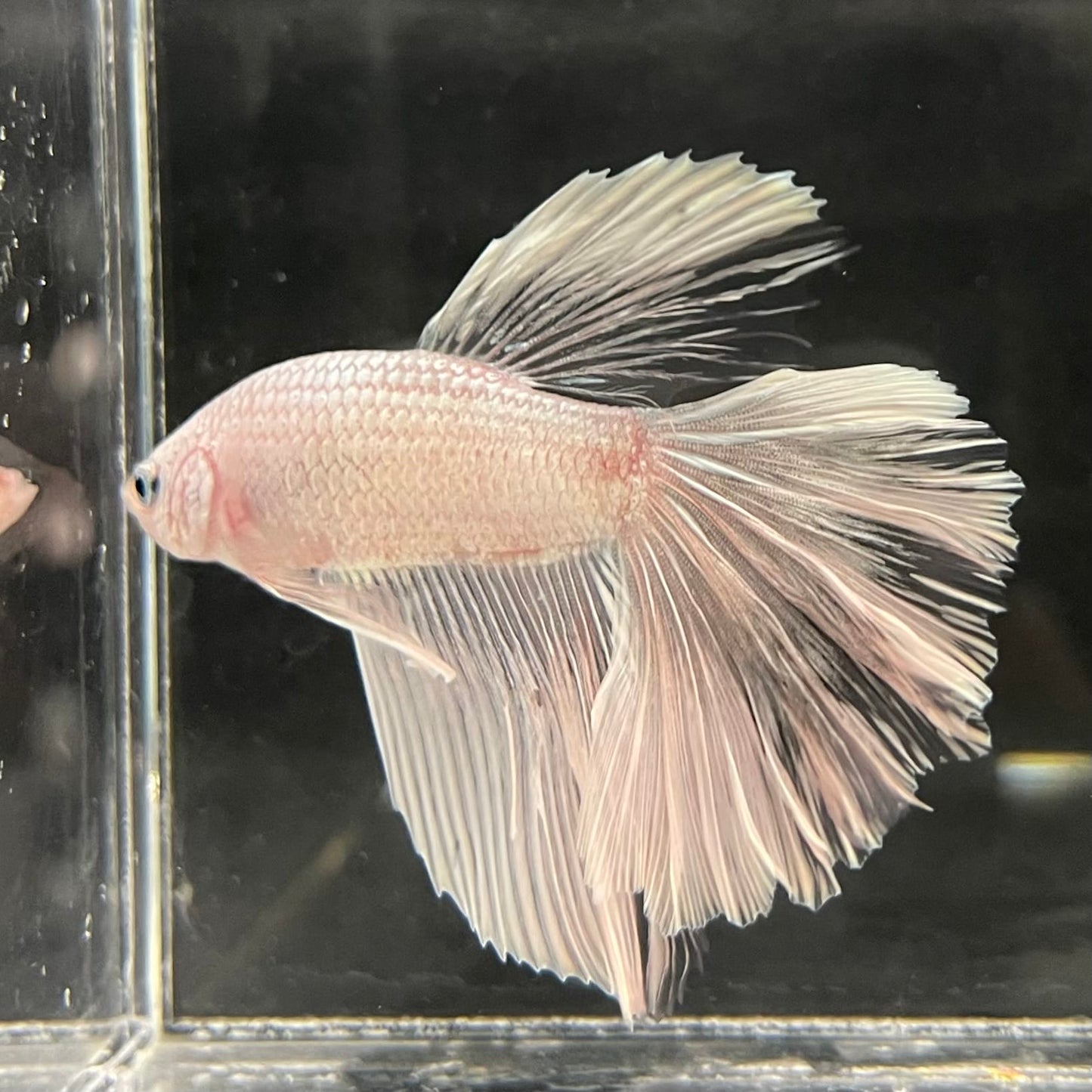 the-fish-farm Male Betta Male Betta - One Only - 22 Choose your favourite Male Betta from The Fish Farm Australia