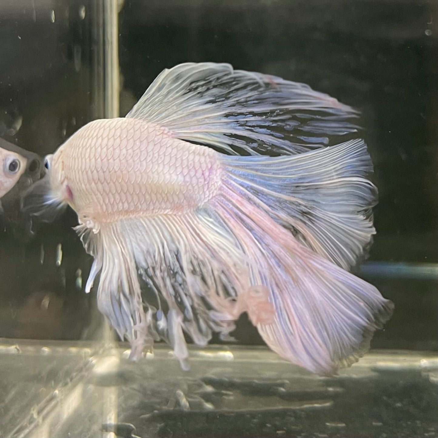 the-fish-farm Male Betta Male Betta - One Only - 22 Choose your favourite Male Betta from The Fish Farm Australia