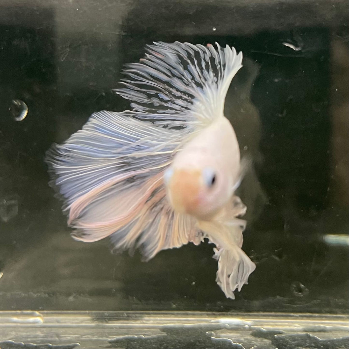 the-fish-farm Male Betta Male Betta - One Only - 22 Choose your favourite Male Betta from The Fish Farm Australia