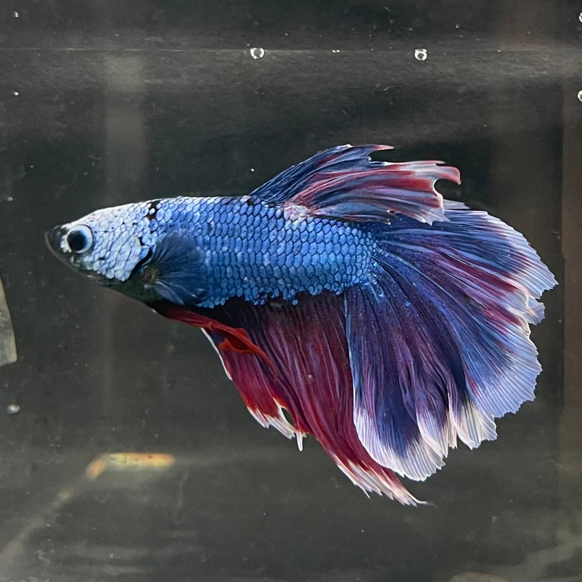 the-fish-farm Male Betta Male Betta - One Only - 22 Choose your favourite Male Betta from The Fish Farm Australia
