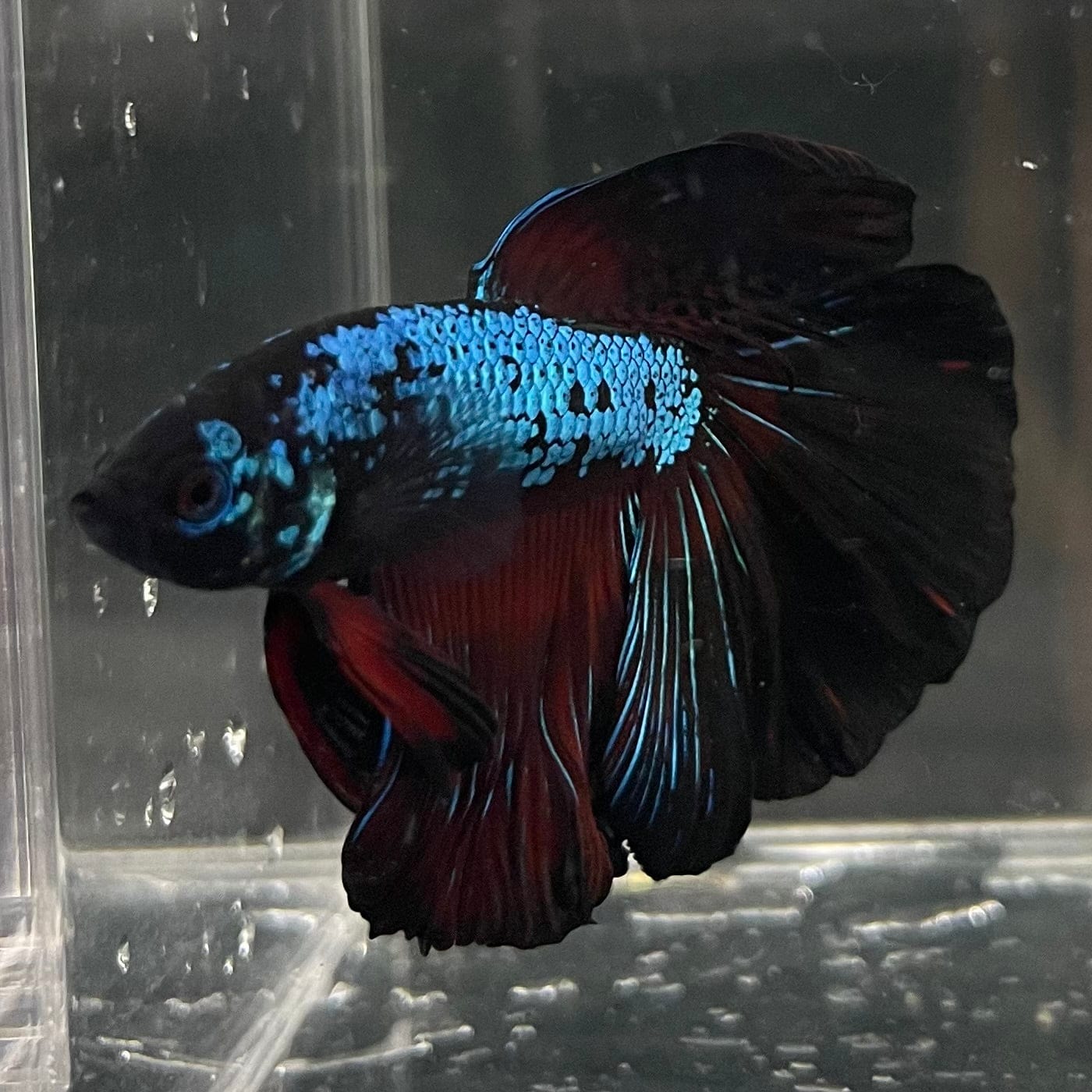 the-fish-farm Male Betta Male Betta - One Only - 3 Choose your favourite Male Betta from The Fish Farm Australia