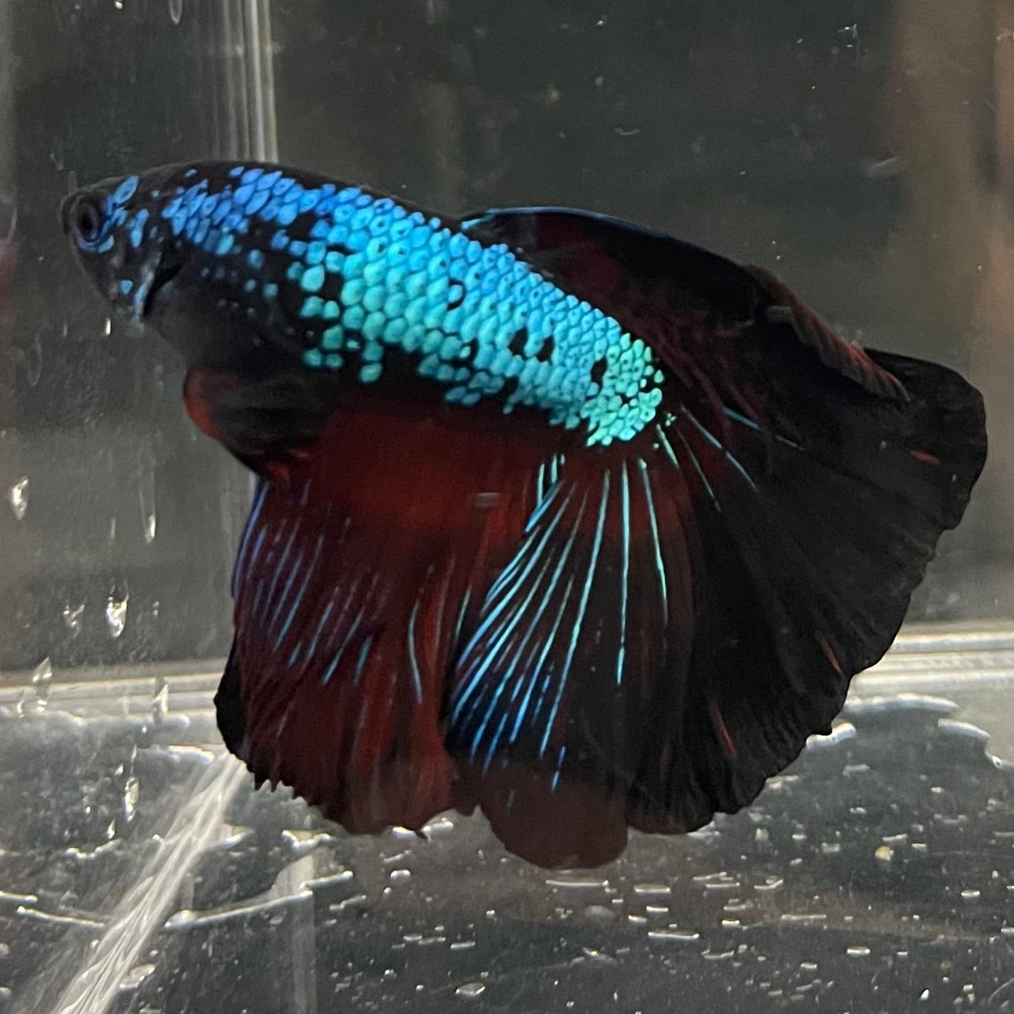 the-fish-farm Male Betta Male Betta - One Only - 3 Choose your favourite Male Betta from The Fish Farm Australia