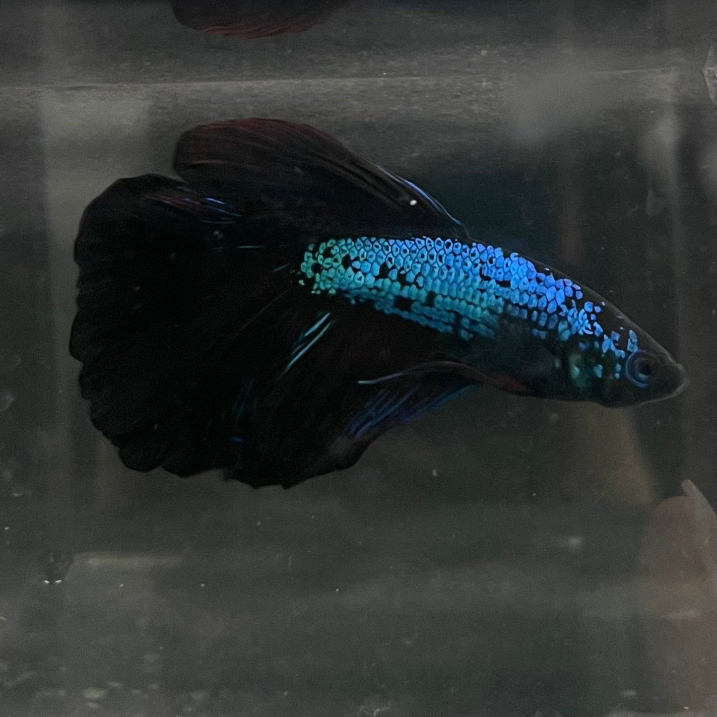 the-fish-farm Male Betta Male Betta - One Only - 3 Choose your favourite Male Betta from The Fish Farm Australia