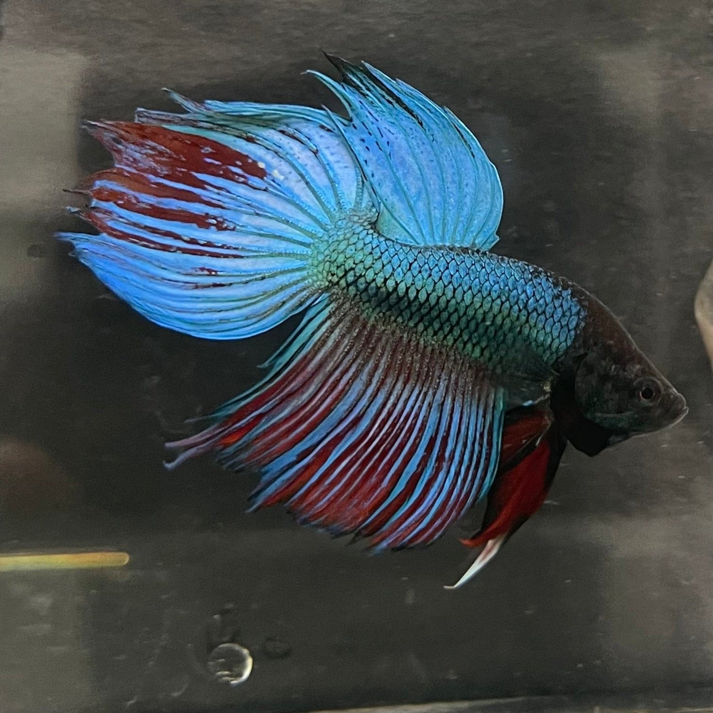 the-fish-farm Male Betta Male Betta - One Only - 3 Choose your favourite Male Betta from The Fish Farm Australia
