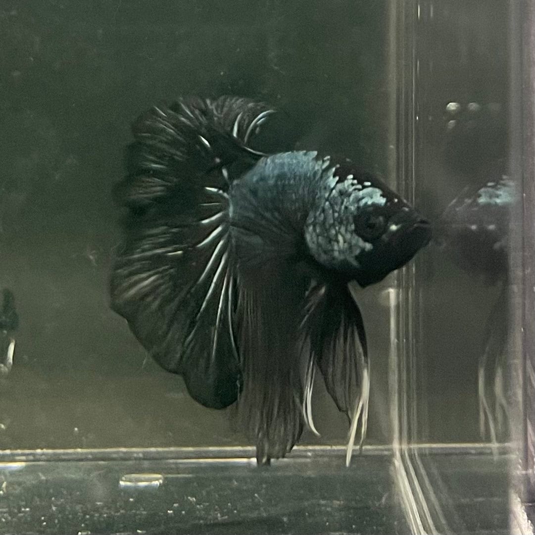 the-fish-farm Male Betta Male Betta - One Only - 3 Choose your favourite Male Betta from The Fish Farm Australia