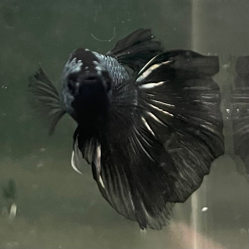 the-fish-farm Male Betta Male Betta - One Only - 3 Choose your favourite Male Betta from The Fish Farm Australia