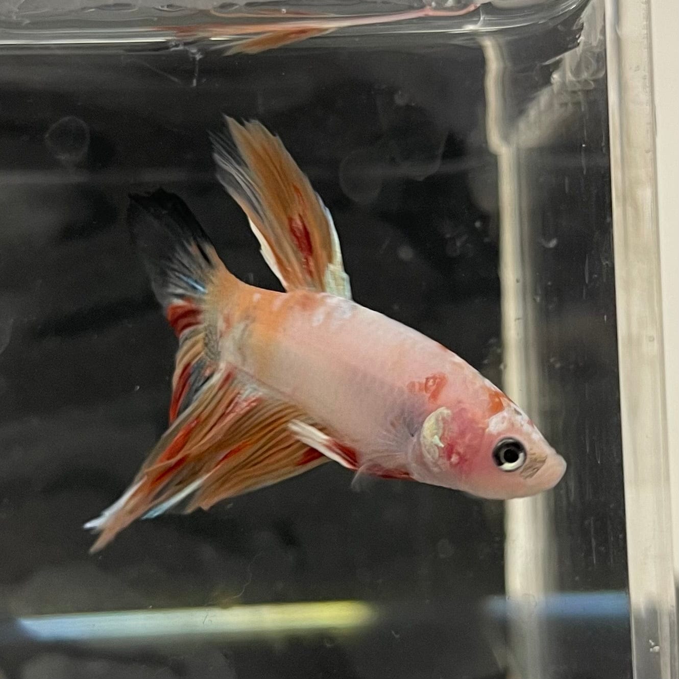 the-fish-farm Male Betta Male Betta - One Only - 3 Choose your favourite Male Betta from The Fish Farm Australia