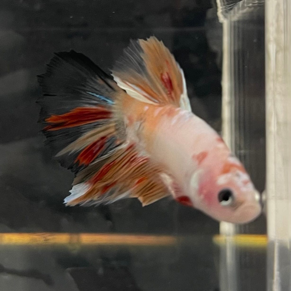 the-fish-farm Male Betta Male Betta - One Only - 3 Choose your favourite Male Betta from The Fish Farm Australia