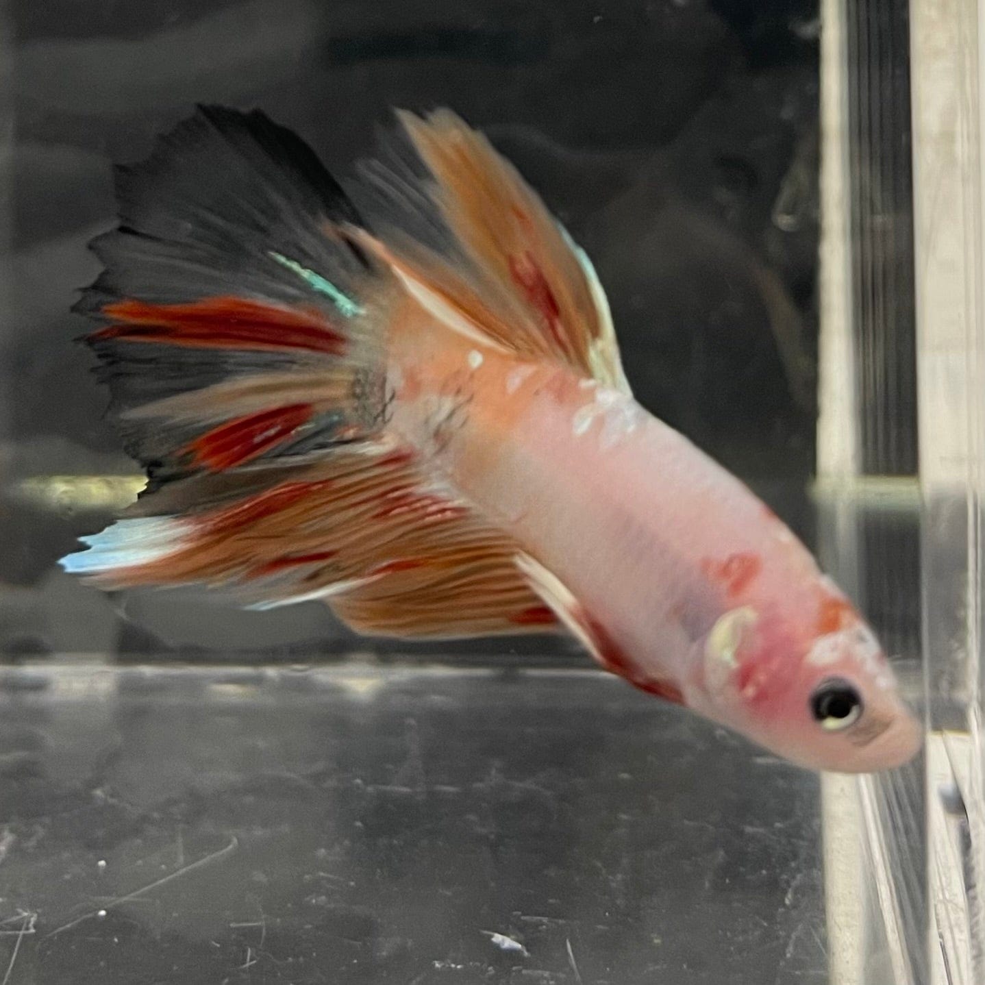 the-fish-farm Male Betta Male Betta - One Only - 3 Choose your favourite Male Betta from The Fish Farm Australia