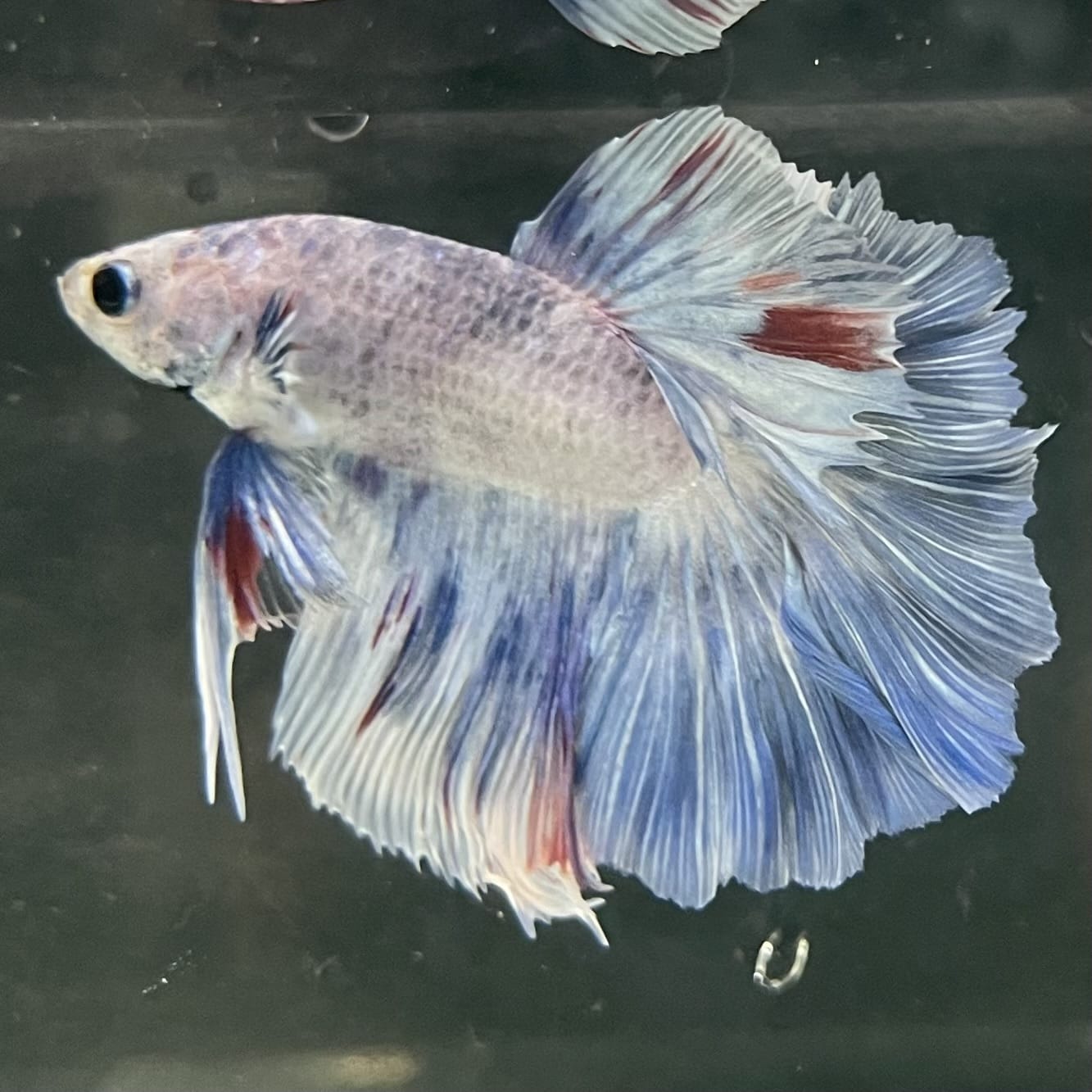 the-fish-farm Male Betta Male Betta - One Only - 3 Choose your favourite Male Betta from The Fish Farm Australia