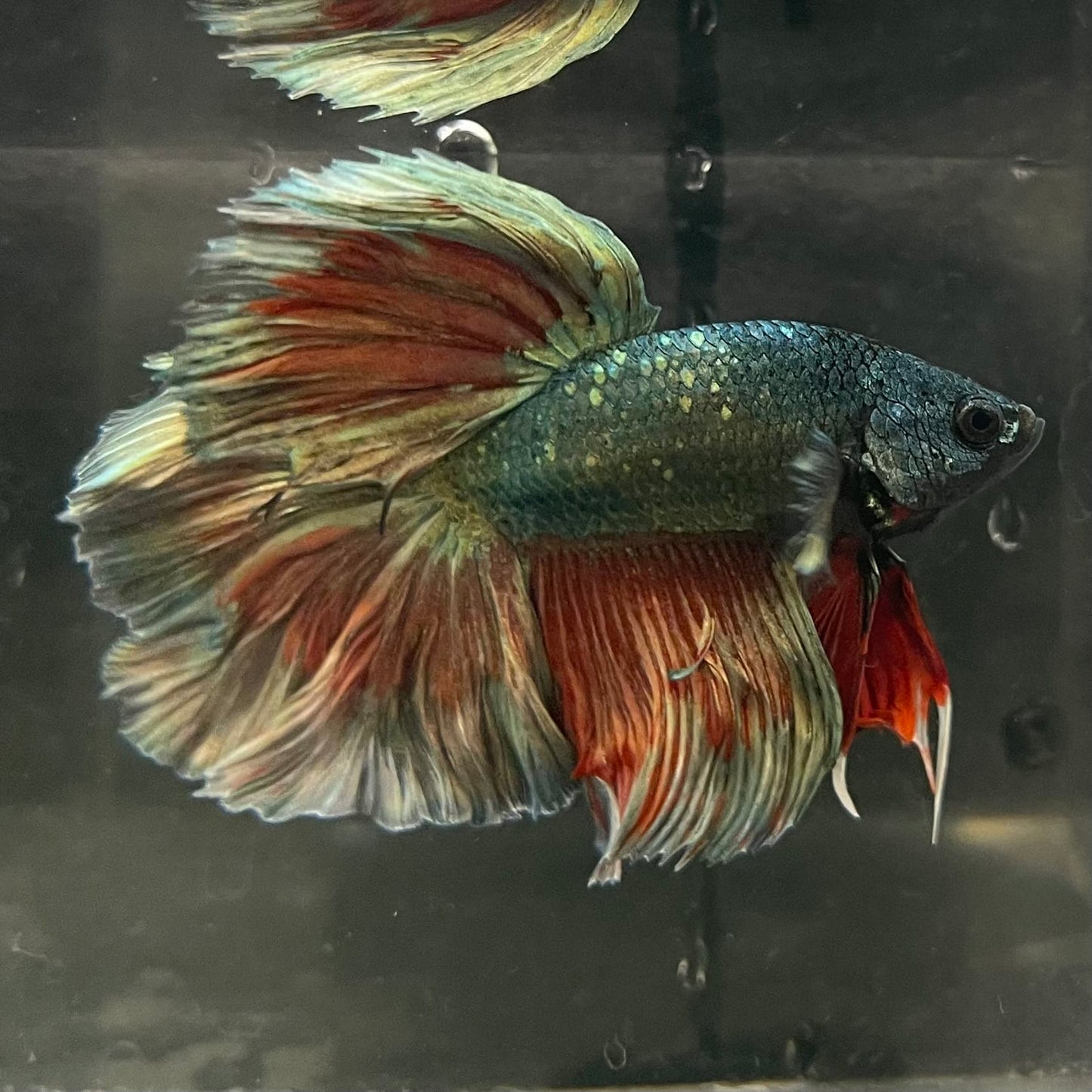the-fish-farm Male Betta Male Betta - One Only - 3 Choose your favourite Male Betta from The Fish Farm Australia