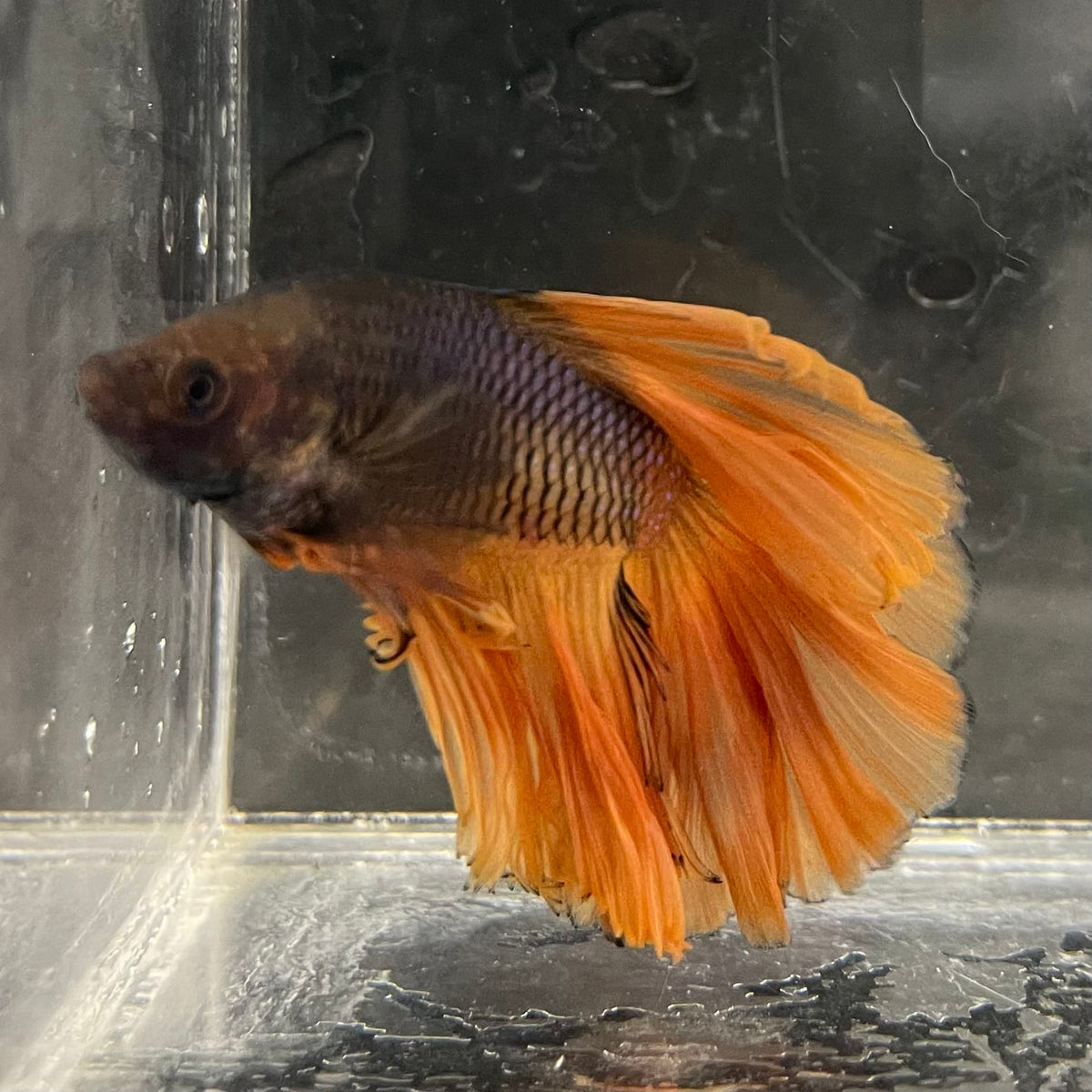 the-fish-farm Male Betta Male Betta - One Only - 3 Choose your favourite Male Betta from The Fish Farm Australia