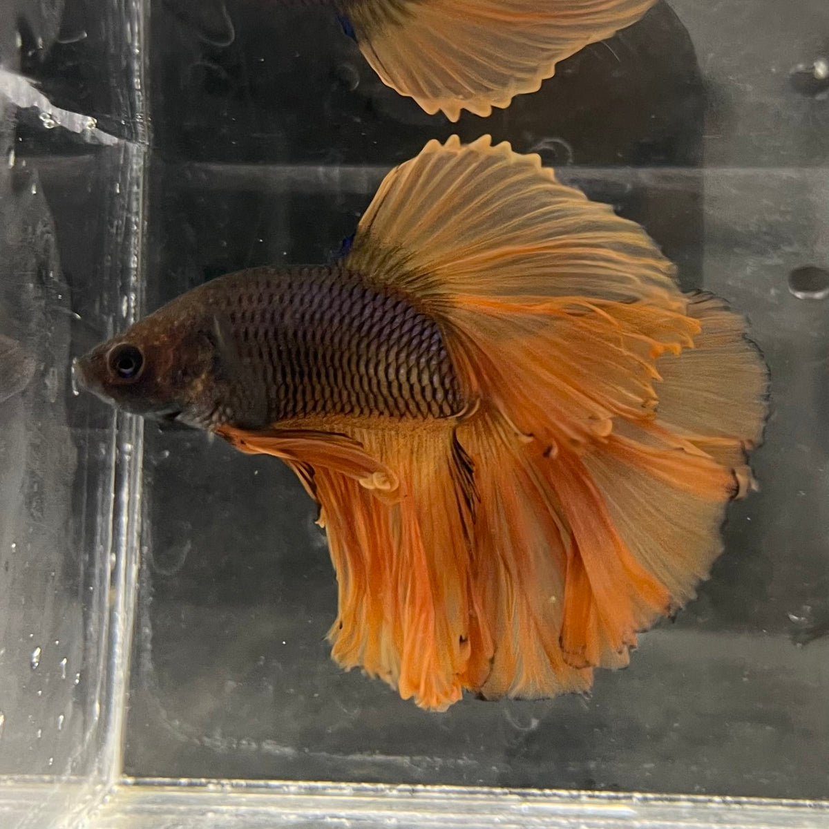 the-fish-farm Male Betta Male Betta - One Only - 3 Choose your favourite Male Betta from The Fish Farm Australia