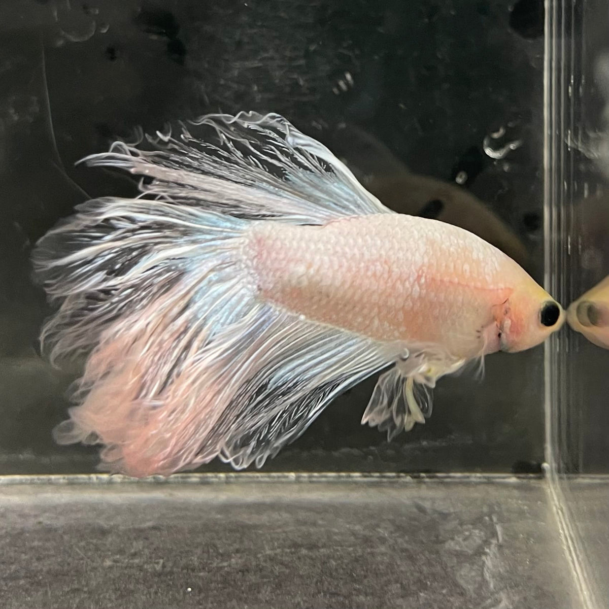 the-fish-farm Male Betta Male Betta - One Only - 3 Choose your favourite Male Betta from The Fish Farm Australia