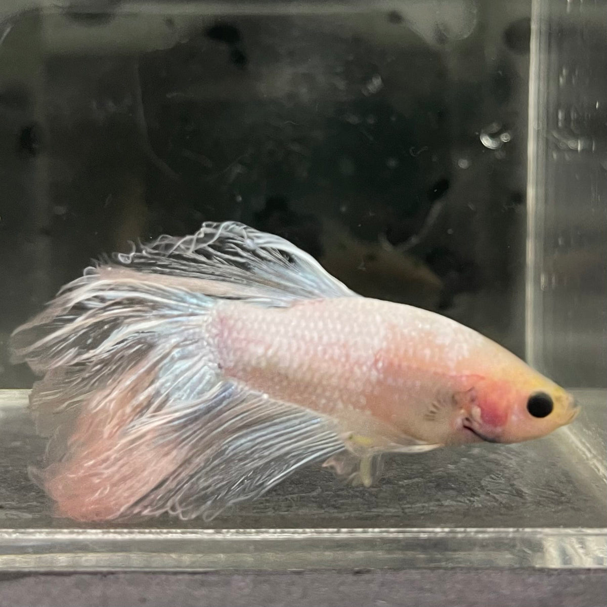 the-fish-farm Male Betta Male Betta - One Only - 3 Choose your favourite Male Betta from The Fish Farm Australia