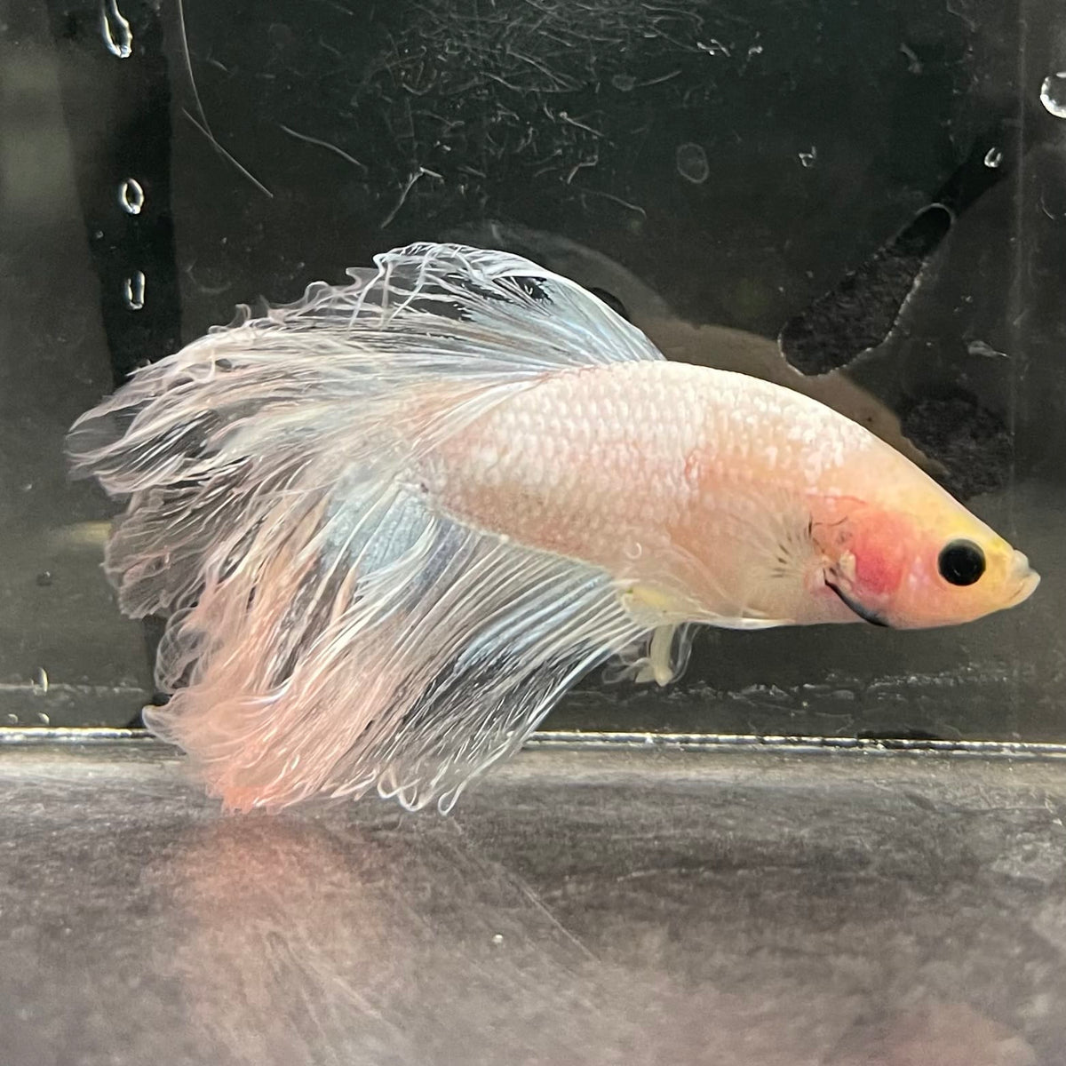 the-fish-farm Male Betta Male Betta - One Only - 3 Choose your favourite Male Betta from The Fish Farm Australia