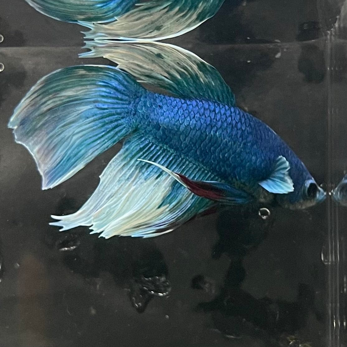 the-fish-farm Male Betta Male Betta - One Only - 4 Choose your favourite Male Betta from The Fish Farm Australia