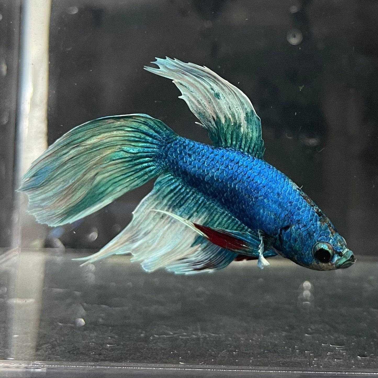 the-fish-farm Male Betta Male Betta - One Only - 4 Choose your favourite Male Betta from The Fish Farm Australia