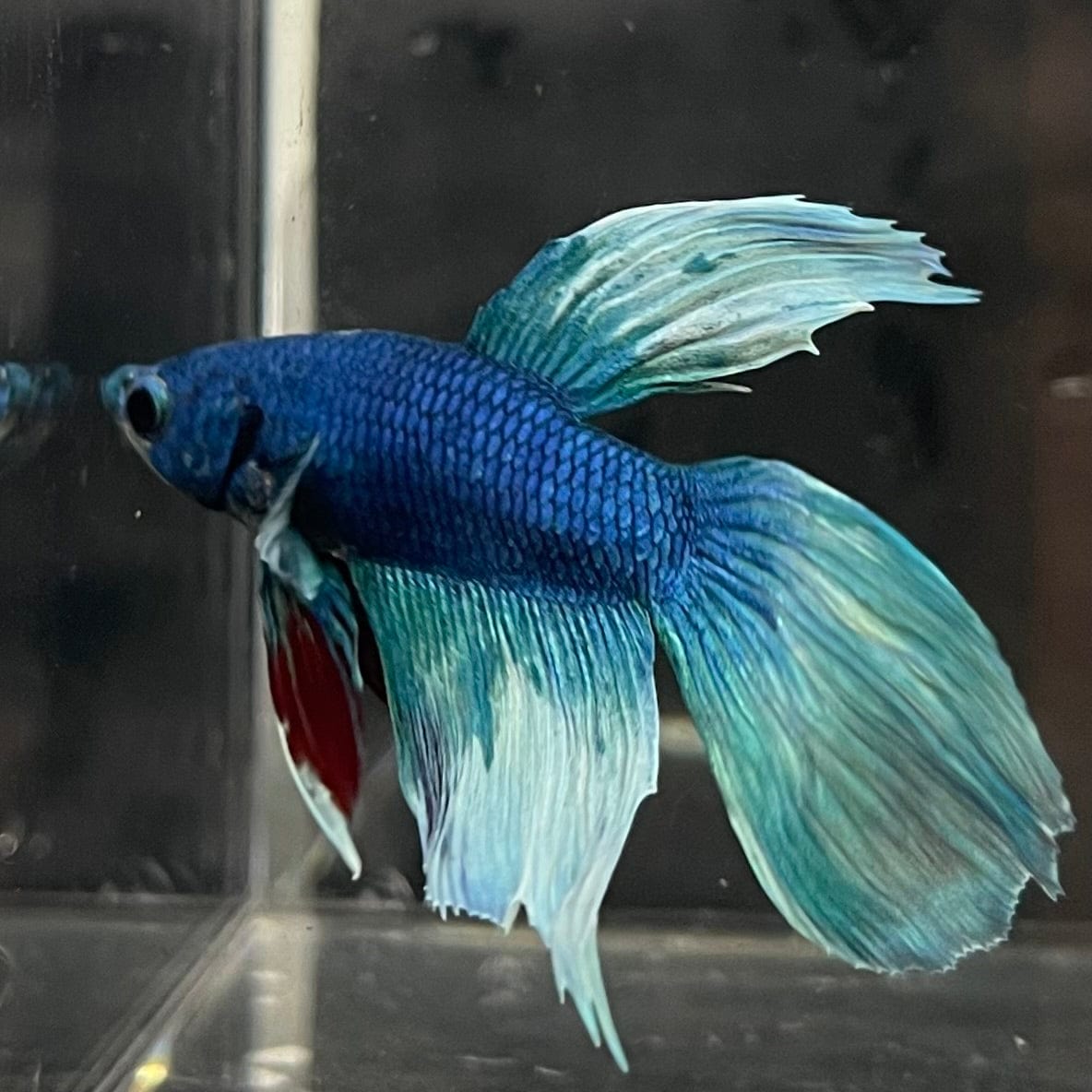 the-fish-farm Male Betta Male Betta - One Only - 4 Choose your favourite Male Betta from The Fish Farm Australia