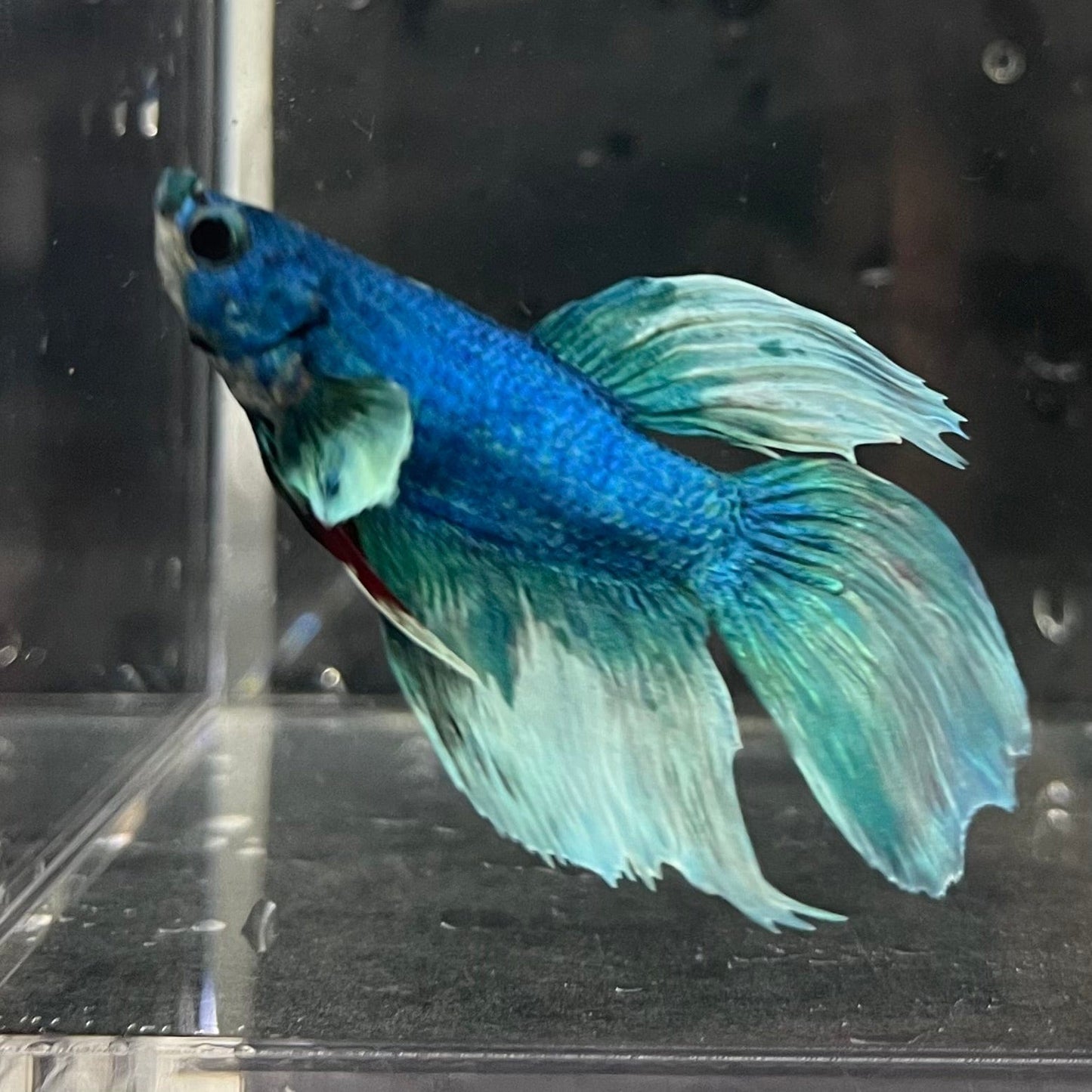 the-fish-farm Male Betta Male Betta - One Only - 4 Choose your favourite Male Betta from The Fish Farm Australia