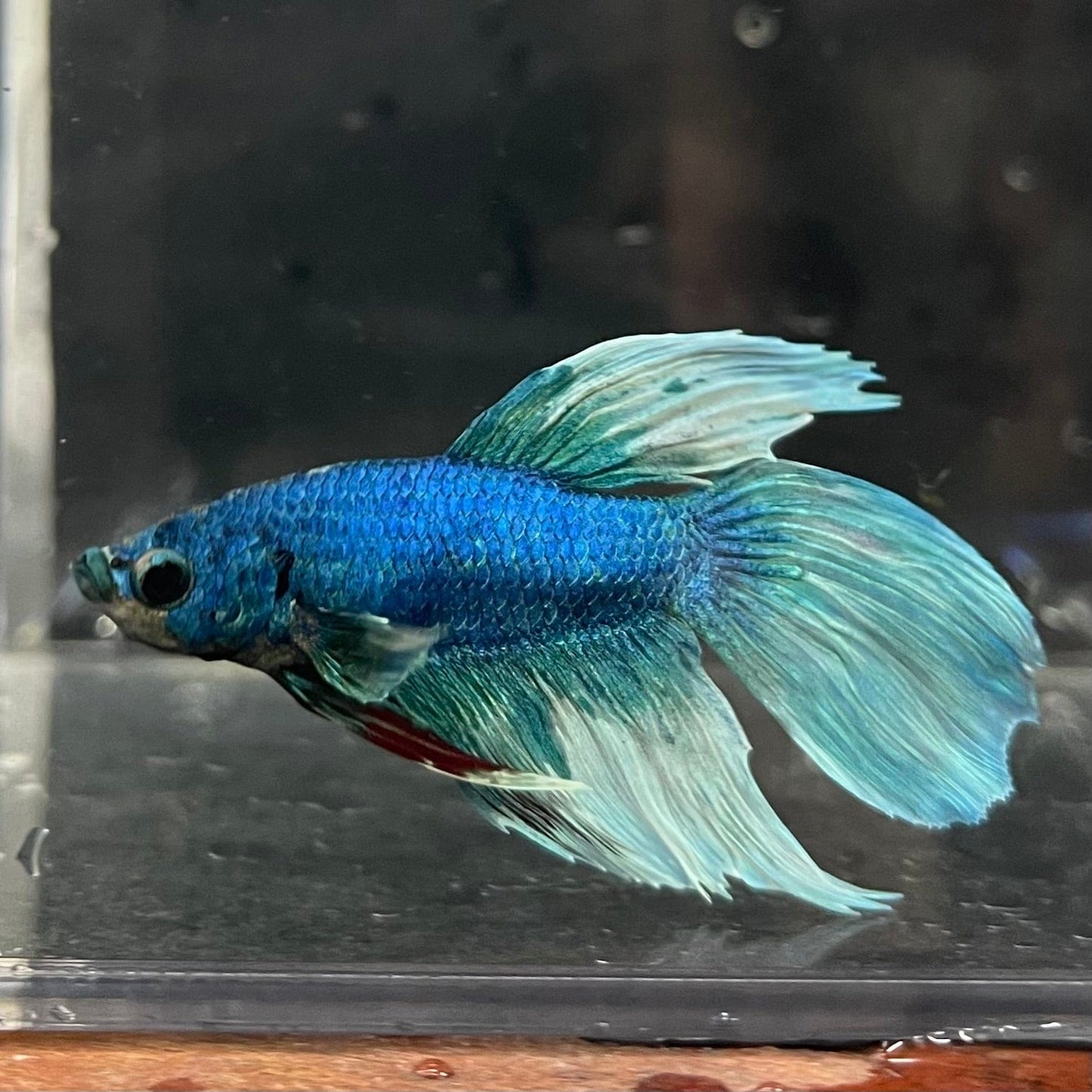 the-fish-farm Male Betta Male Betta - One Only - 4 Choose your favourite Male Betta from The Fish Farm Australia